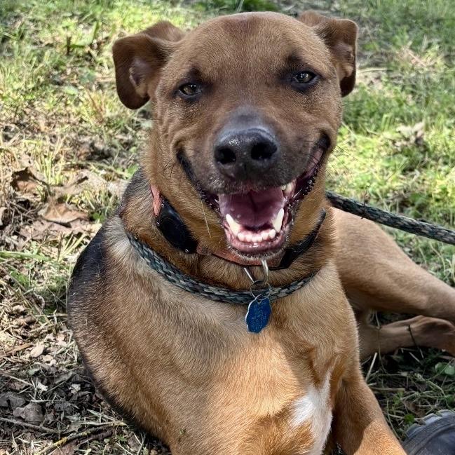 Kino, Adoptable, Adult Male Shepherd.