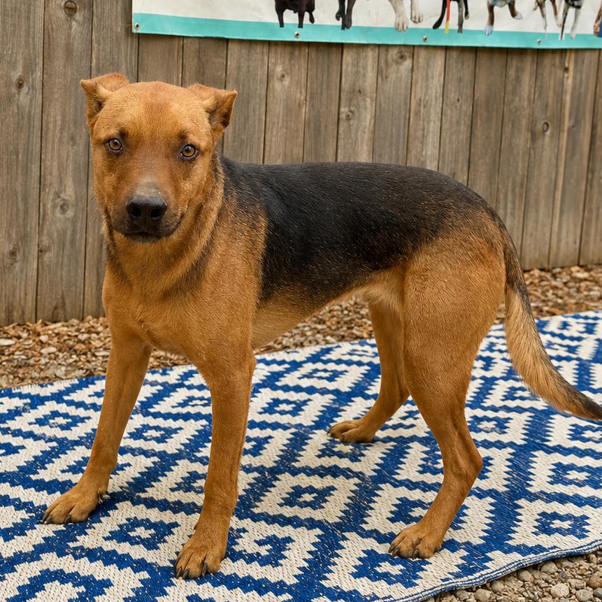 Enlarge Kino, a Adoptable Shepherd in Sonoma, CA image 4/6