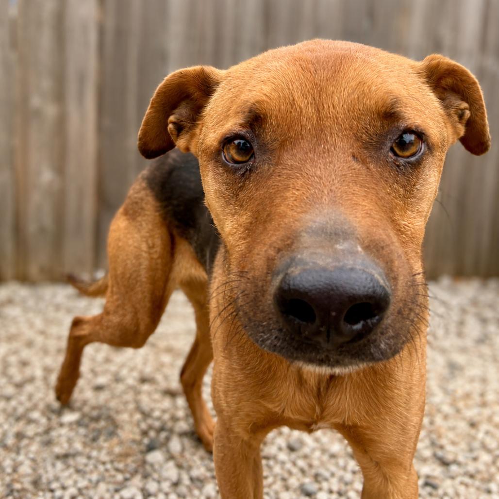 Enlarge Kino, a Adoptable Shepherd in Sonoma, CA image 5/6
