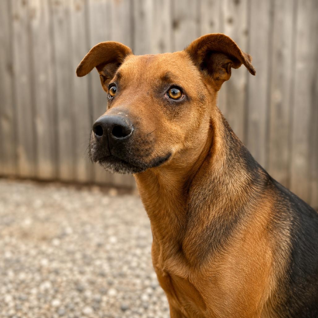 Enlarge Kino, a Adoptable Shepherd in Sonoma, CA image 6/6