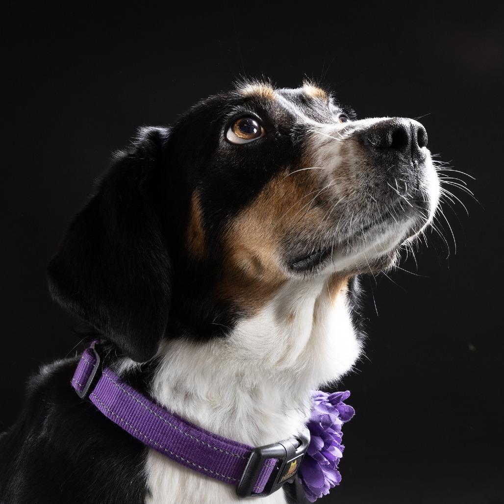 Lexi, Adoptable, Adult Female Australian Shepherd & Australian Cattle Dog / Blue Heeler.