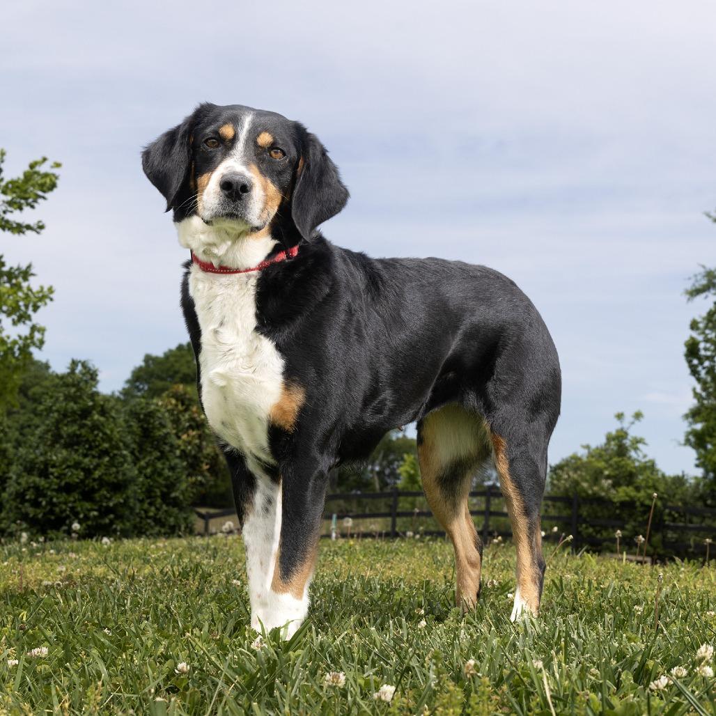 Enlarge Lexi, a Adoptable mixed breed in Franklin, TN image 2/2