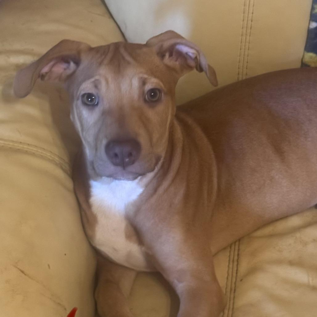 Vanilla, a Adoptable Mixed Breed in Bottineau, ND image 1/2