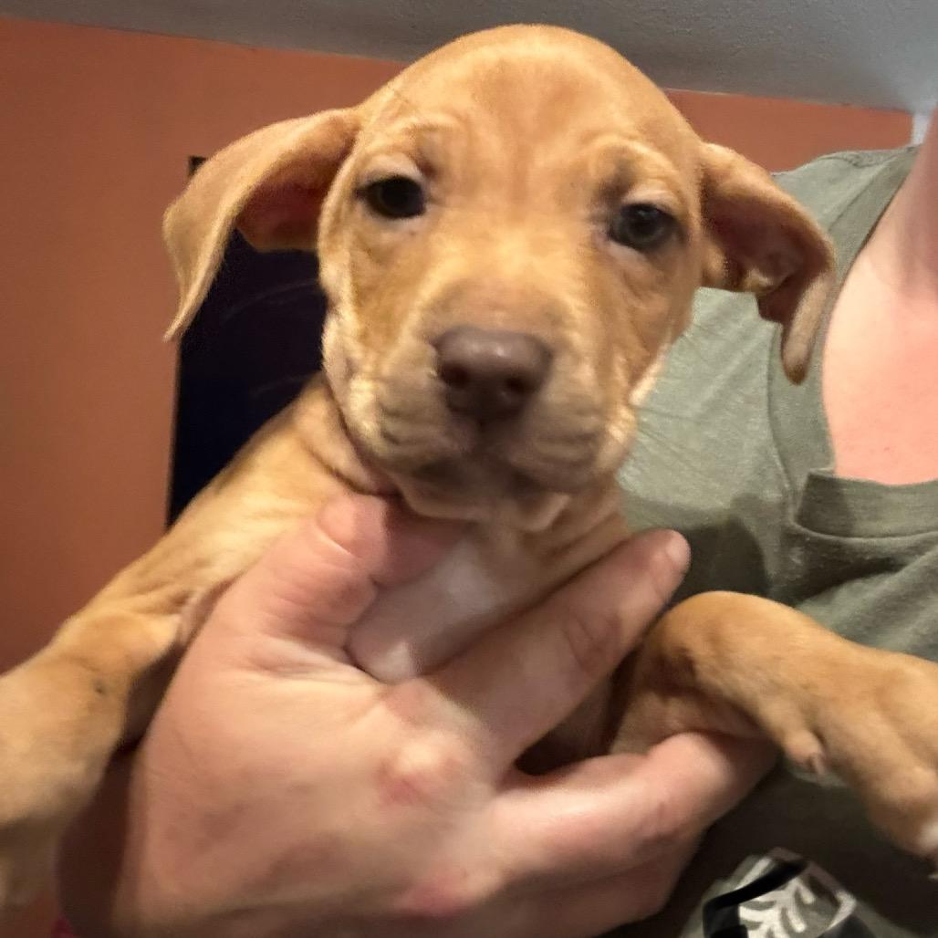 Vanilla, a Adoptable Mixed Breed in Bottineau, ND image 2/2