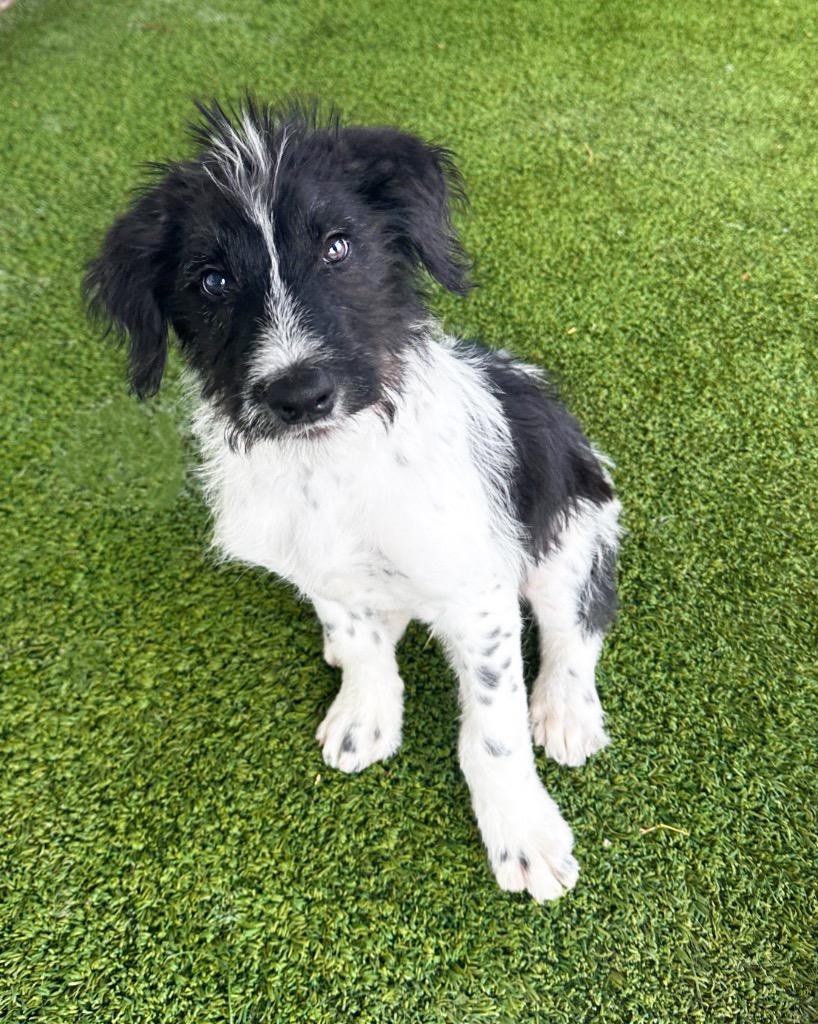 Myers, Adoptable, Young Male Border Collie & Wirehaired Terrier.