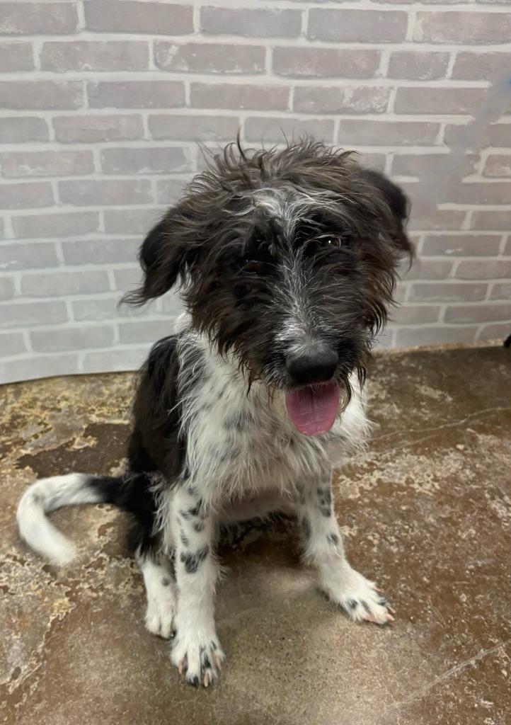 Enlarge Myers, a Adoptable mixed breed in Midland, TX image 2/2