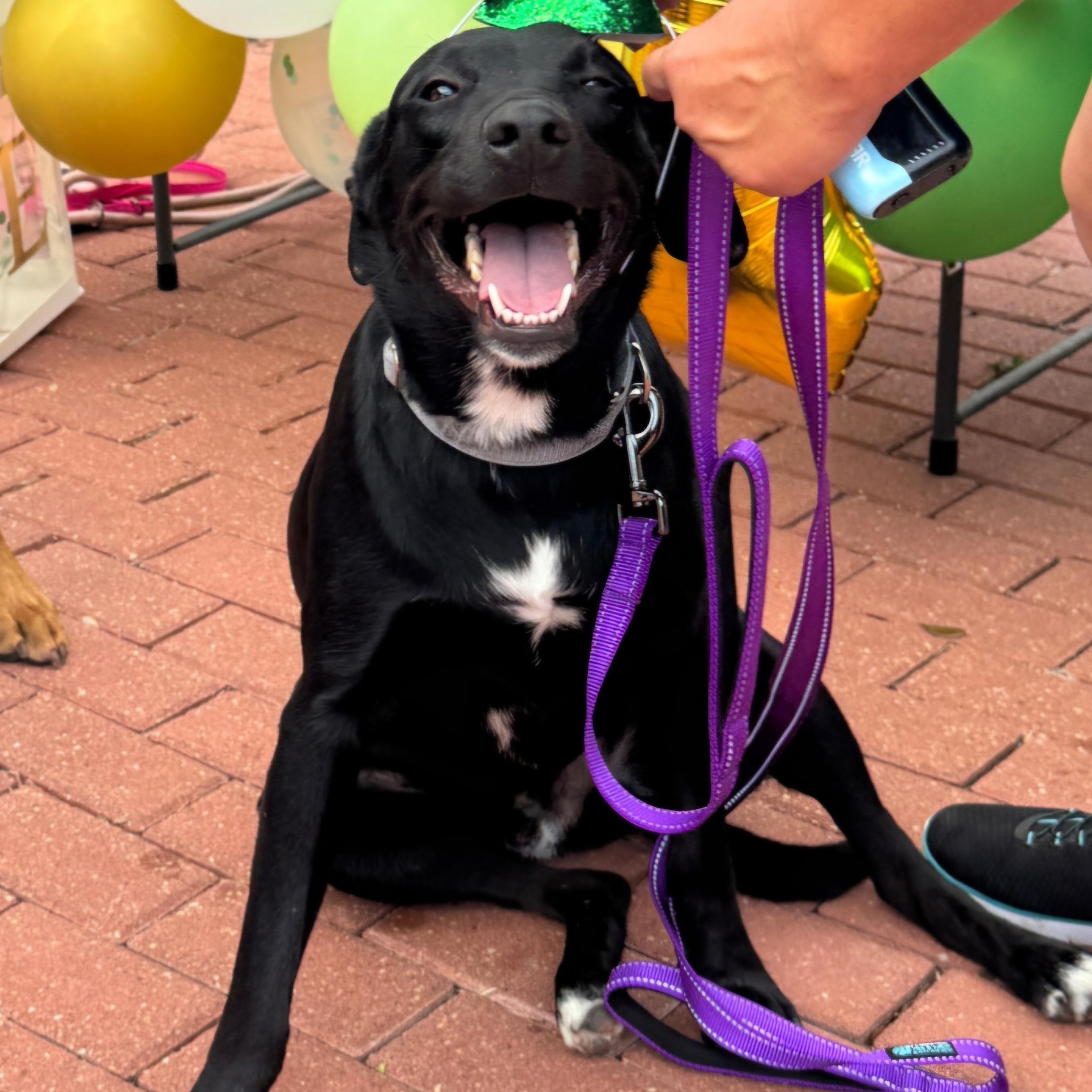 Remy, a Adoptable mixed breed in Danbury, CT image 1/6