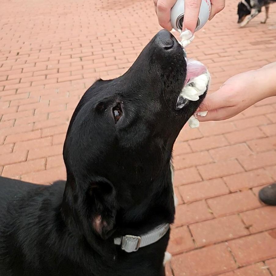 Remy, a Adoptable mixed breed in Danbury, CT image 4/6