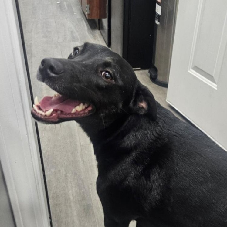 Remy, a Adoptable mixed breed in Danbury, CT image 3/6