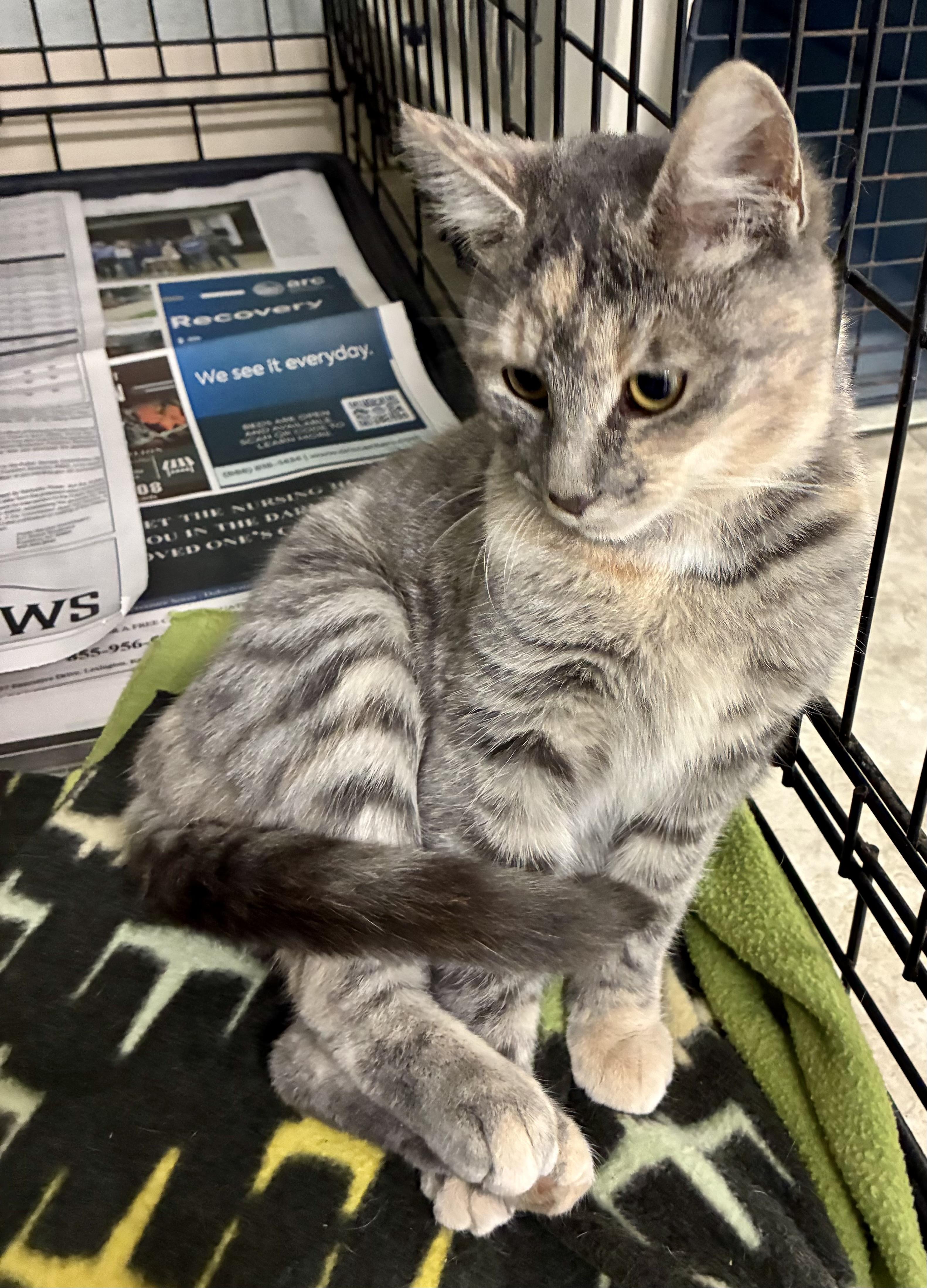 TINSEL, Adoptable, Young Female Domestic Short Hair.