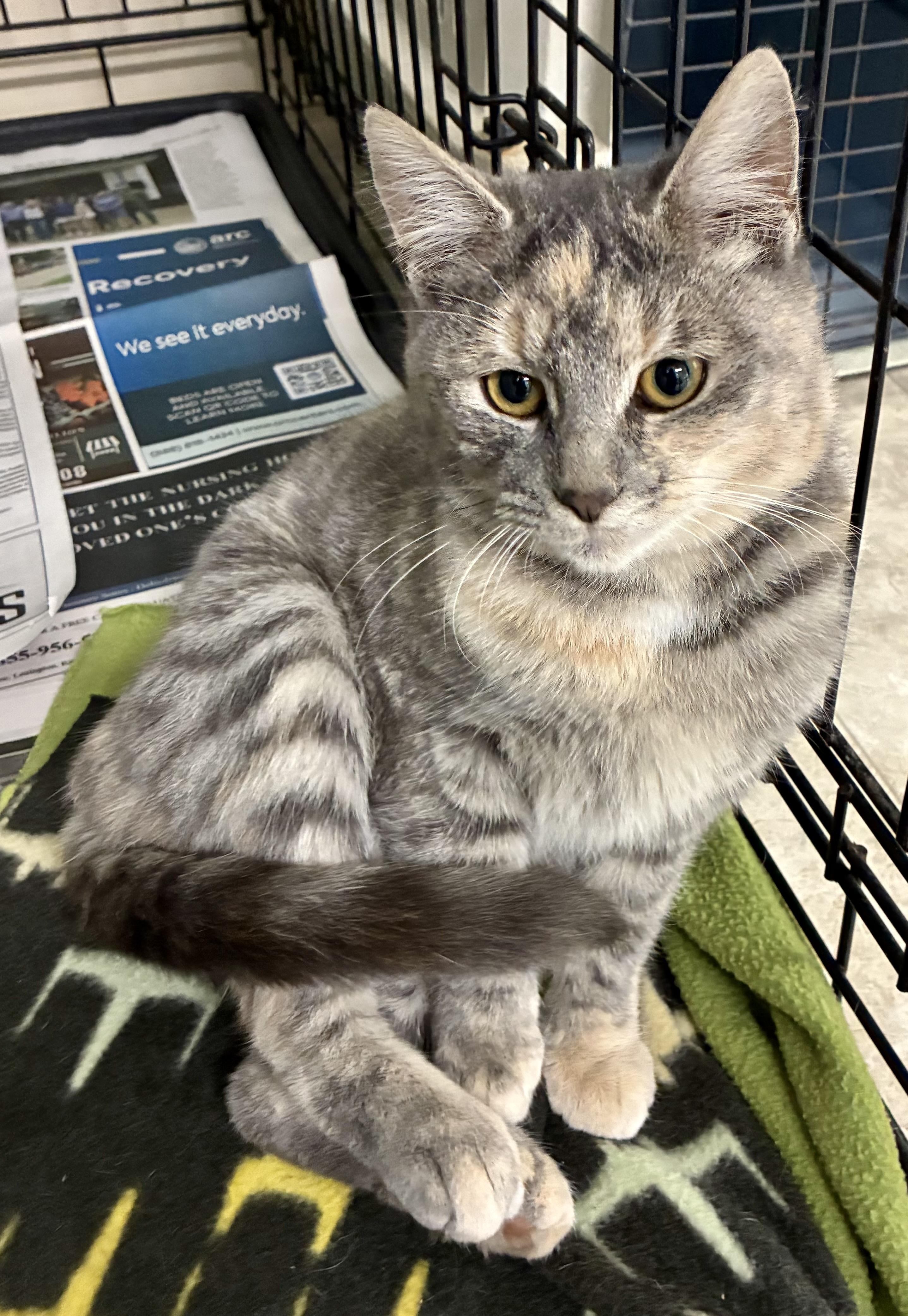 TINSEL, a Adoptable mixed breed in Louisa, KY image 2/3