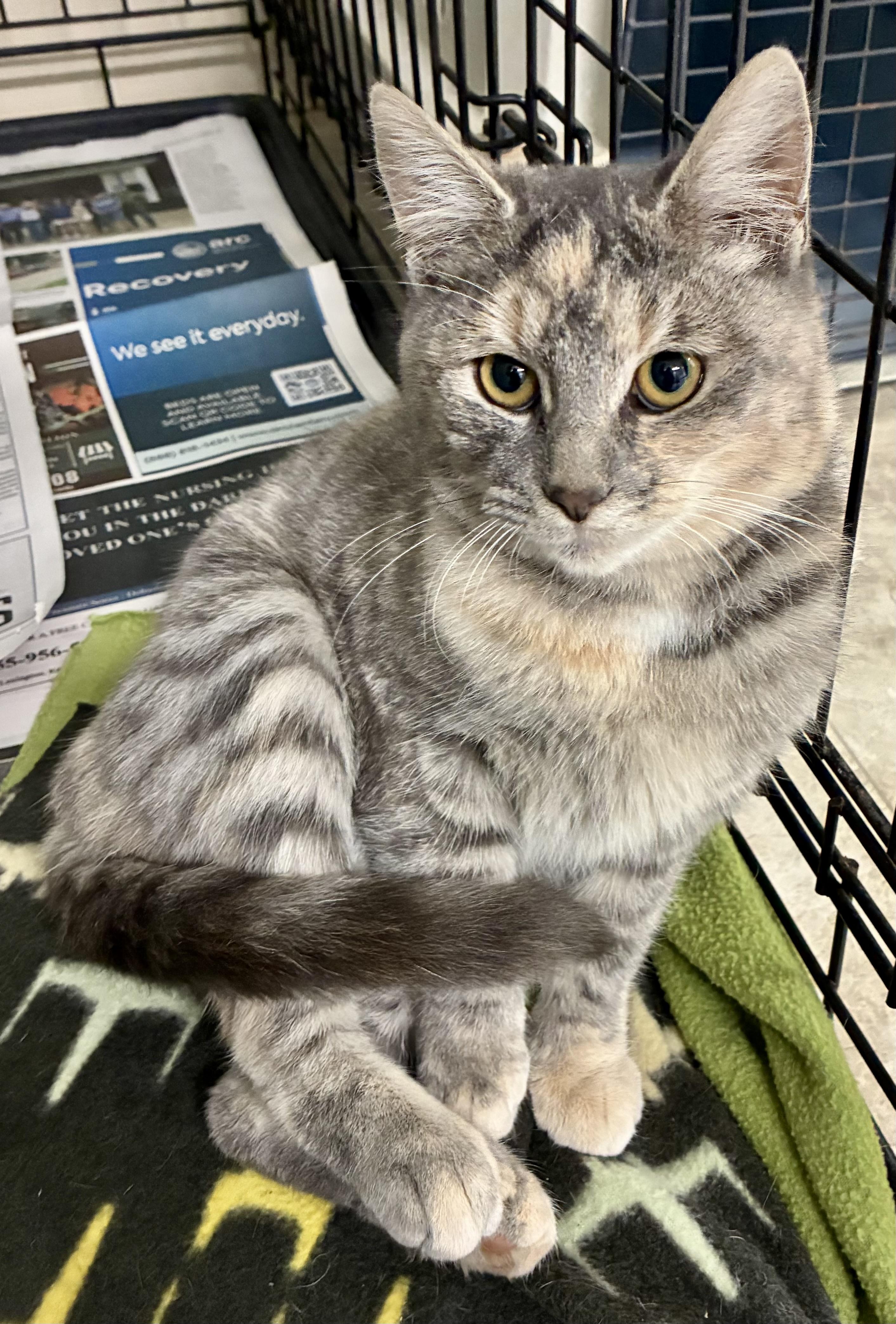 TINSEL, a Adoptable mixed breed in Louisa, KY image 3/3