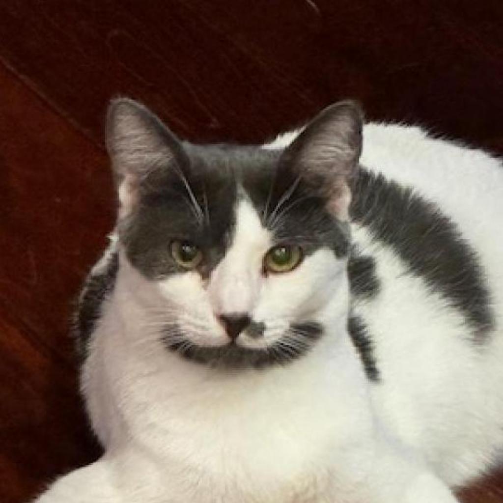 Thyme, Adoptable, Adult Male Domestic Short Hair.