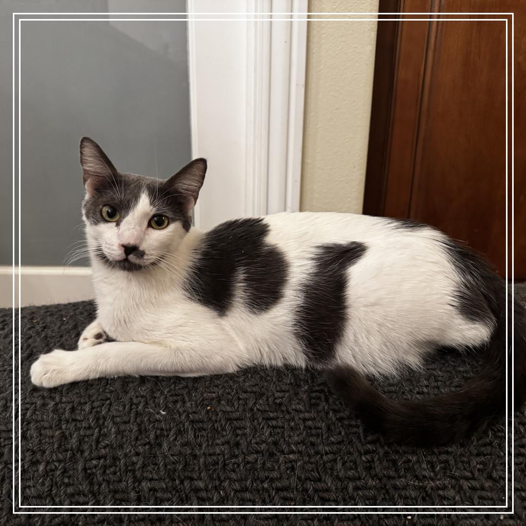 Enlarge Thyme, a Adoptable Domestic Short Hair in Riverside, CA image 2/2