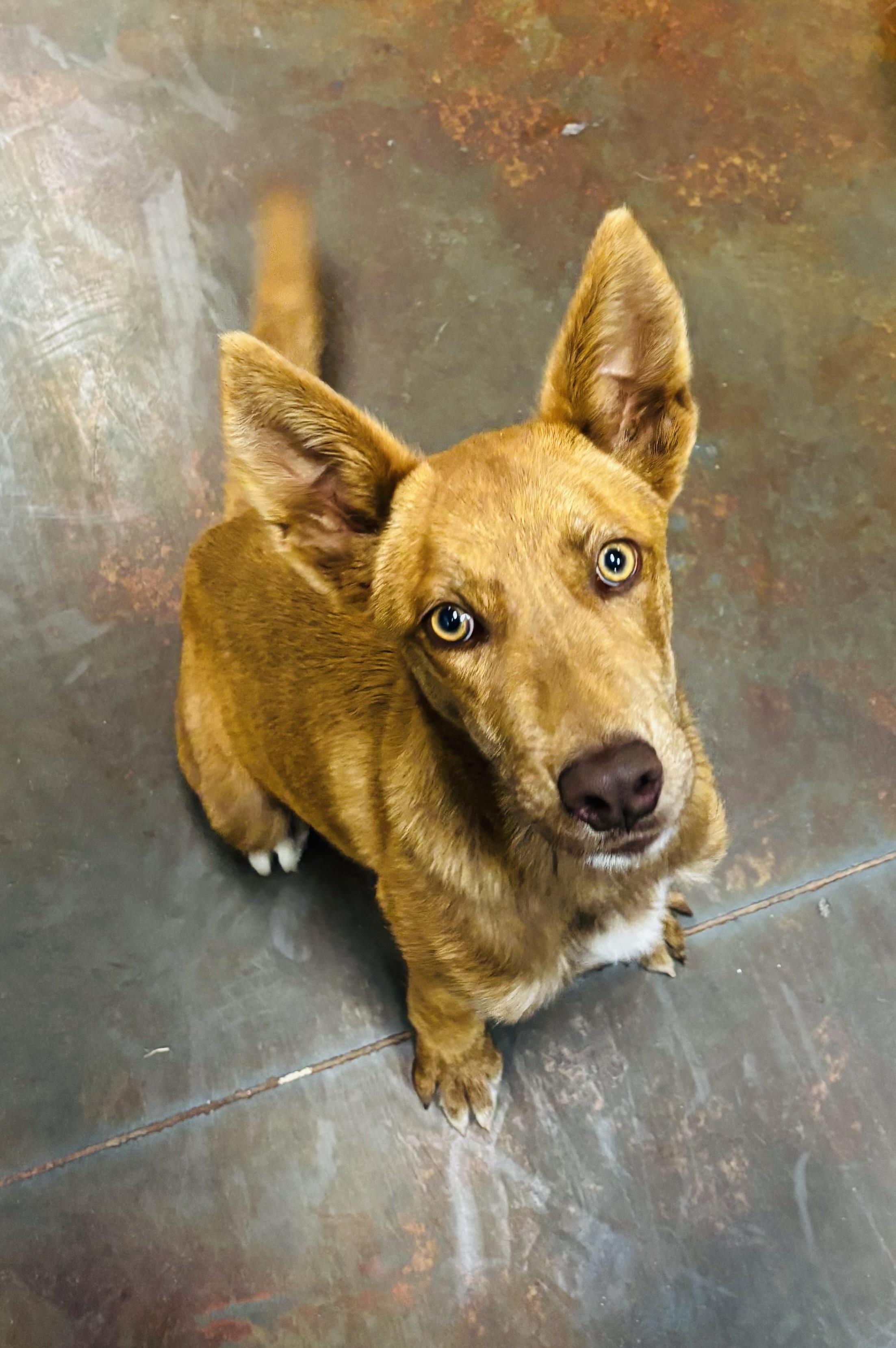 Enlarge Gigi, a ADOPTABLE mixed breed in Council Bluffs, IA image 1/1