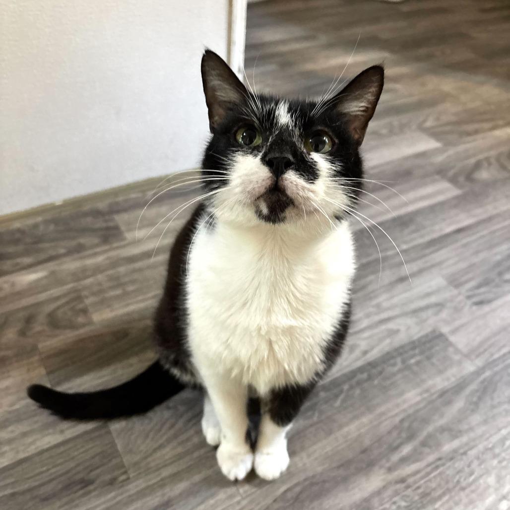 Aunt Chrissy, Adoptable, Adult Female Domestic Short Hair.