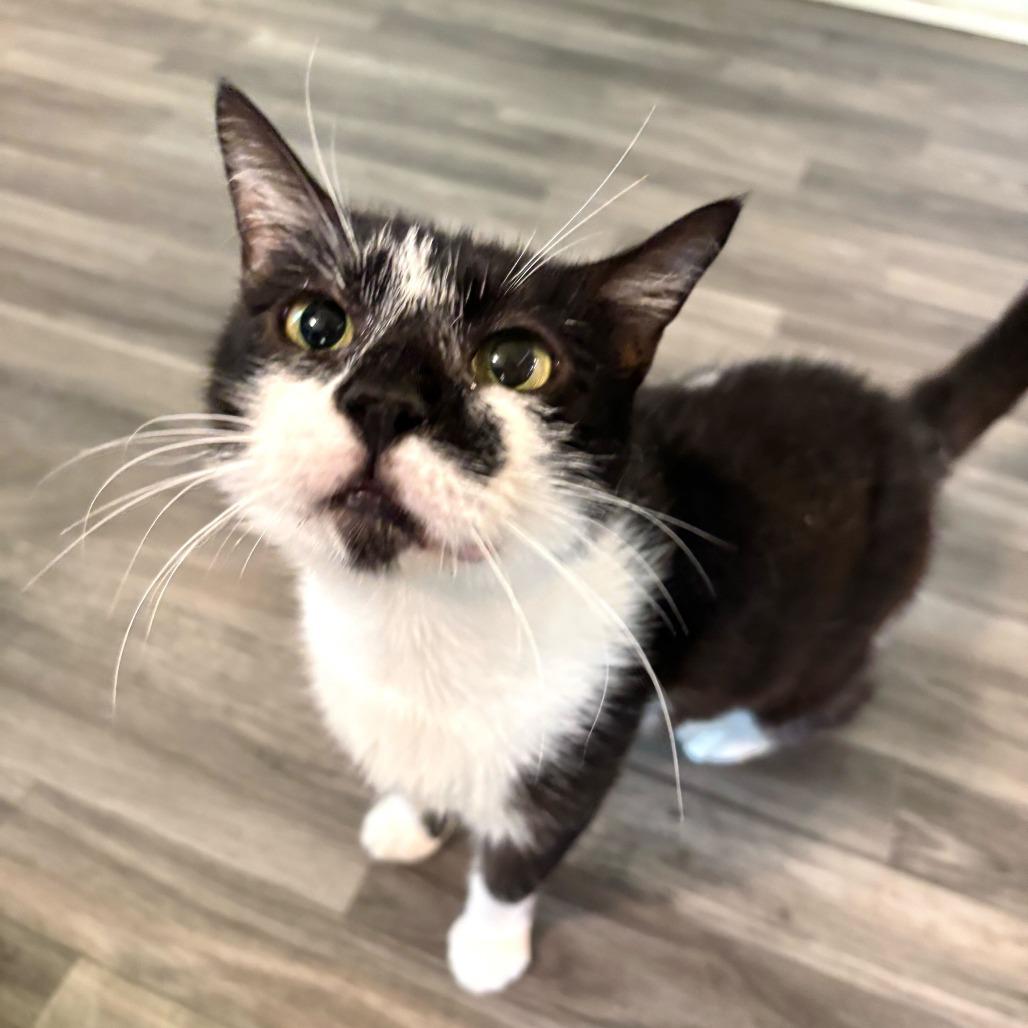 Aunt Chrissy, a Adoptable Domestic Short Hair in Carencro, LA image 2/4
