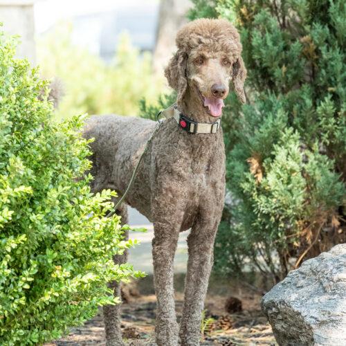 Hubert, Adoptable, Adult Male Standard Poodle.