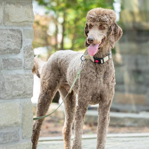 Enlarge Hubert, a Adoptable Standard Poodle in Courtice, ON image 2/5