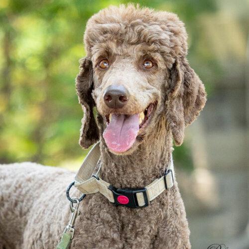 Enlarge Hubert, a Adoptable Standard Poodle in Courtice, ON image 3/5