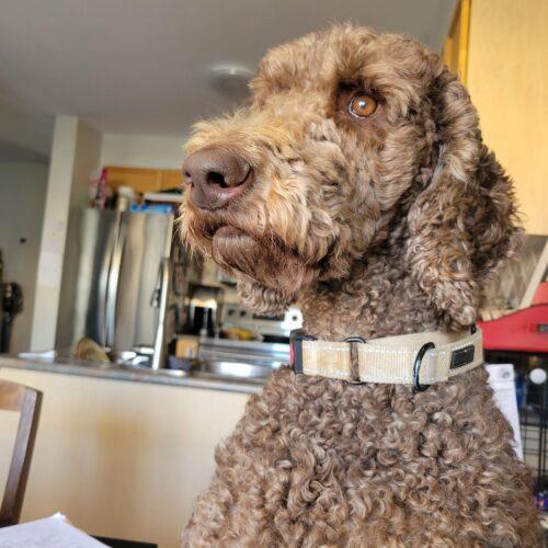 Enlarge Hubert, a Adoptable Standard Poodle in Courtice, ON image 4/5