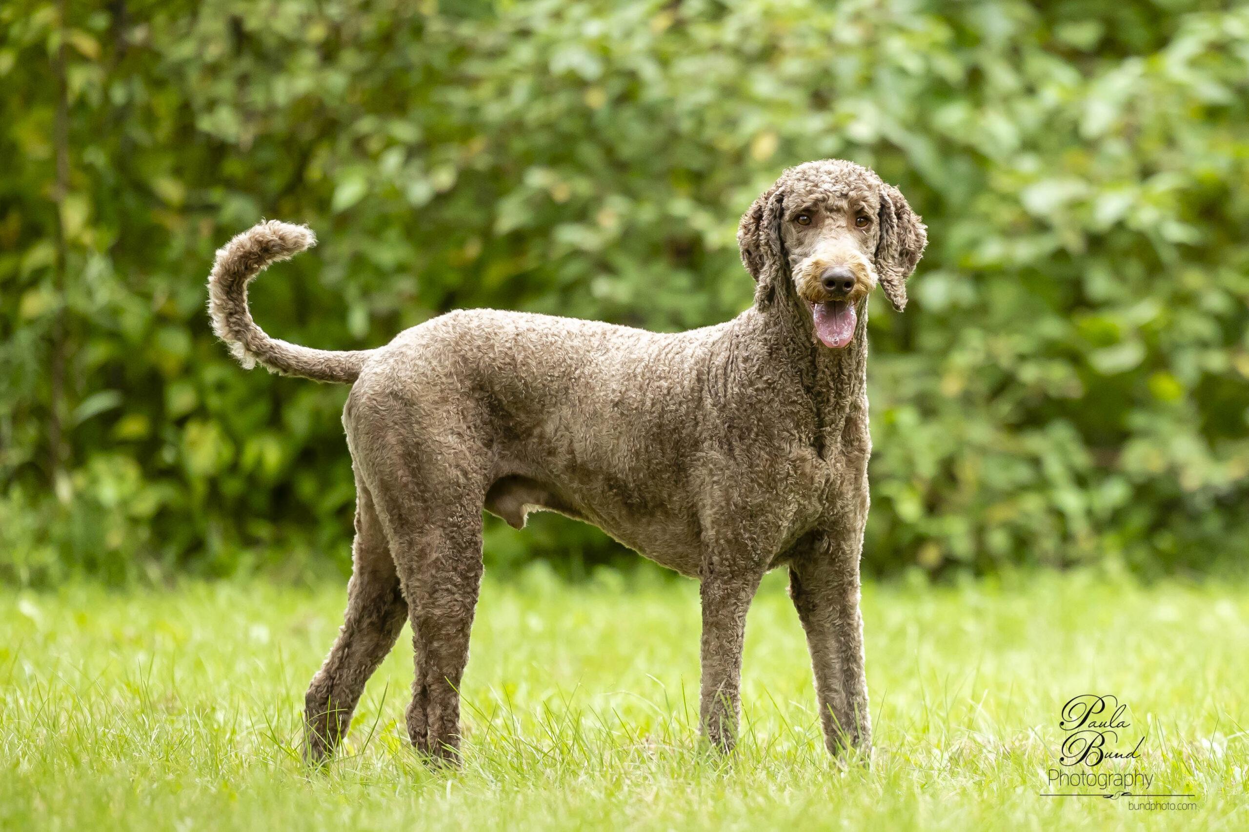 Enlarge Hubert, a Adoptable Standard Poodle in Courtice, ON image 5/5