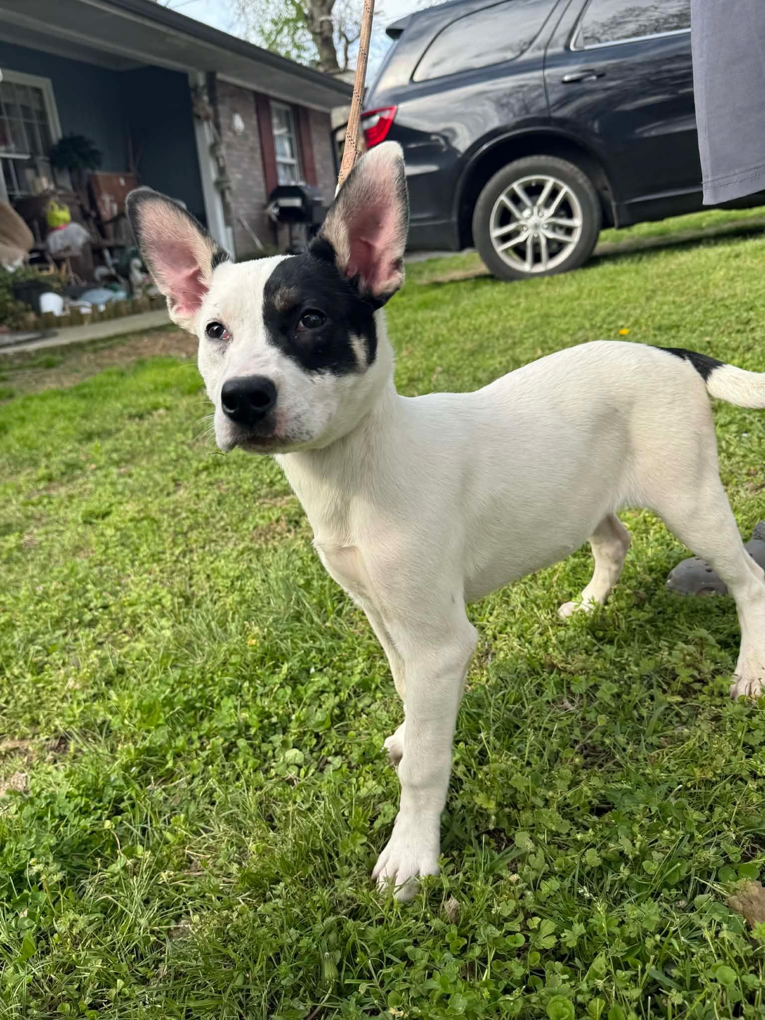 Enlarge Angel, a Adoptable Australian Cattle Dog / Blue Heeler in Calhoun, GA image 1/1