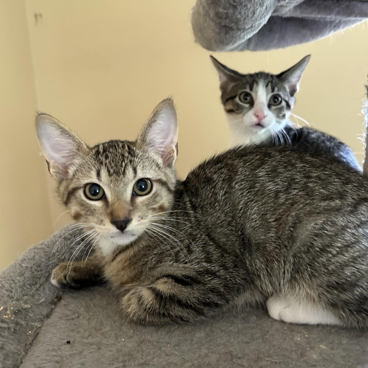 Oyster, a Adoptable Domestic Short Hair image 1/4