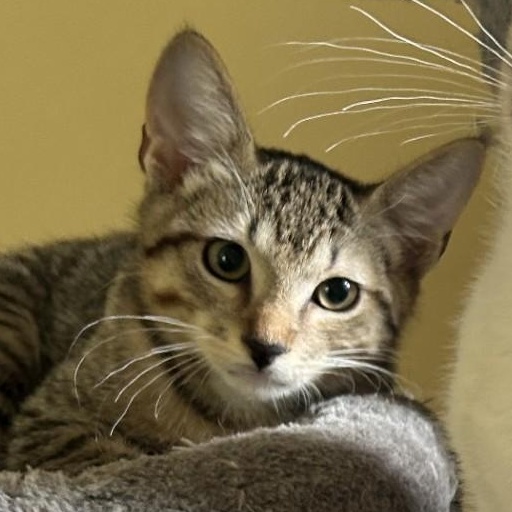 Oyster, a Adoptable Domestic Short Hair image 4/4