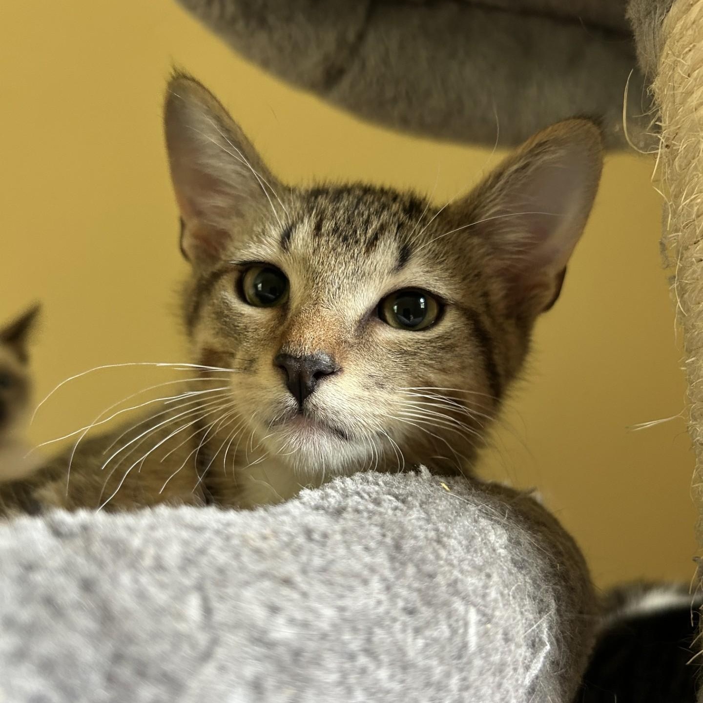 Oyster, a Adoptable Domestic Short Hair image 2/4