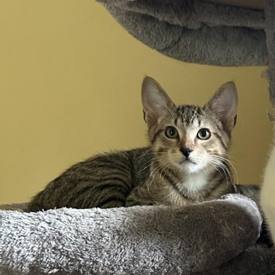 Oyster, a Adoptable Domestic Short Hair image 3/4