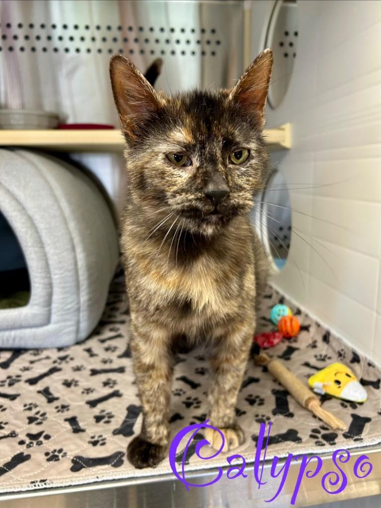 Calypso, Adoptable, Young Female Domestic Short Hair.