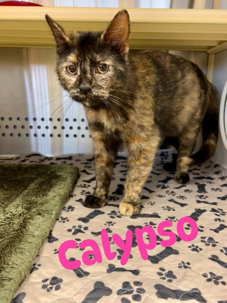 Calypso, a Adoptable mixed breed in West Union, OH image 2/2