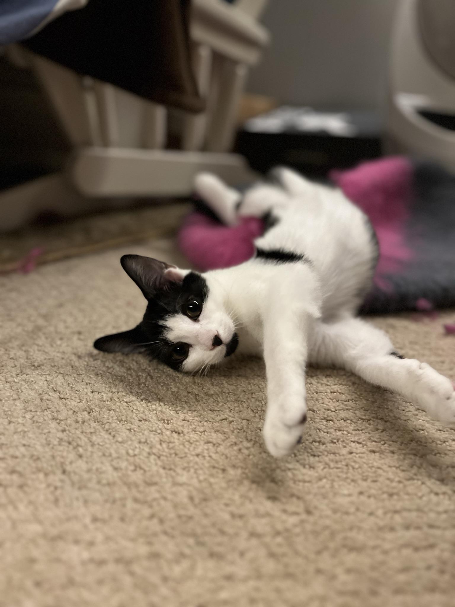 Enlarge Rue (f), a Adoptable mixed breed in Fresh Meadows, NY image 3/6