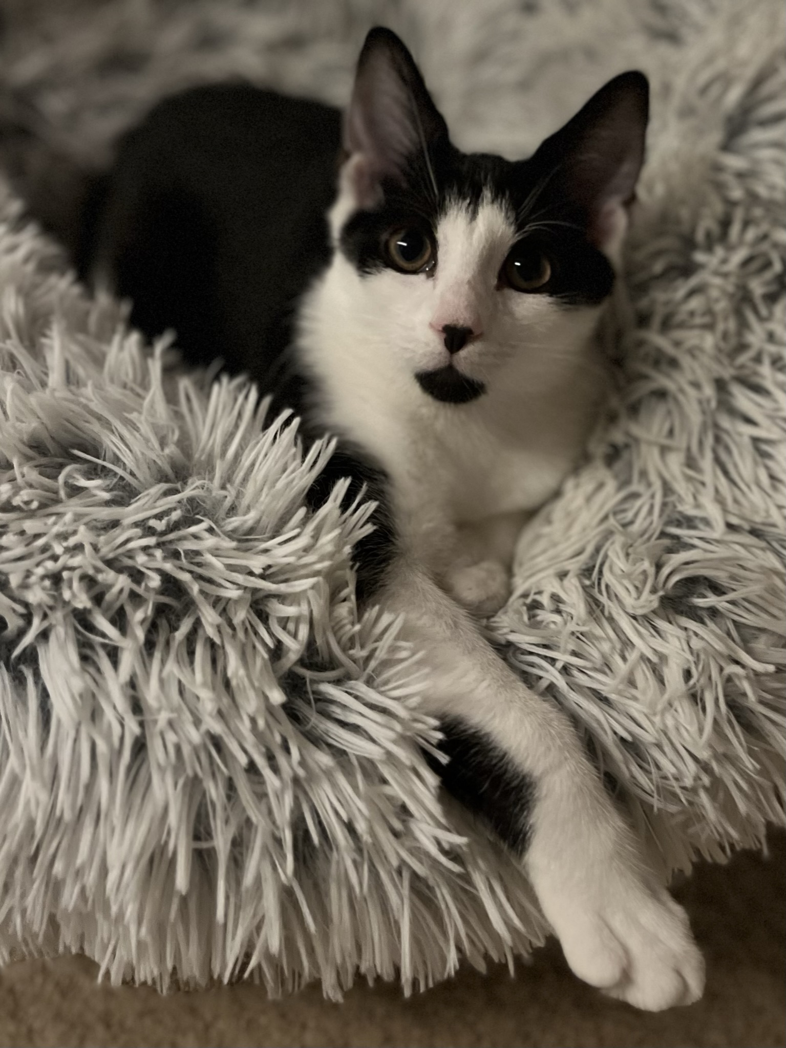 Rue (f), Adoptable, Adult Female Domestic Short Hair & Tuxedo.