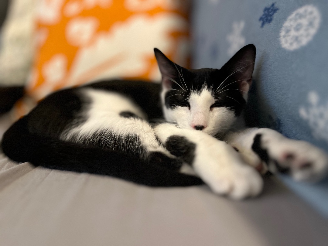 Enlarge Rue (f), a Adoptable mixed breed in Fresh Meadows, NY image 5/6