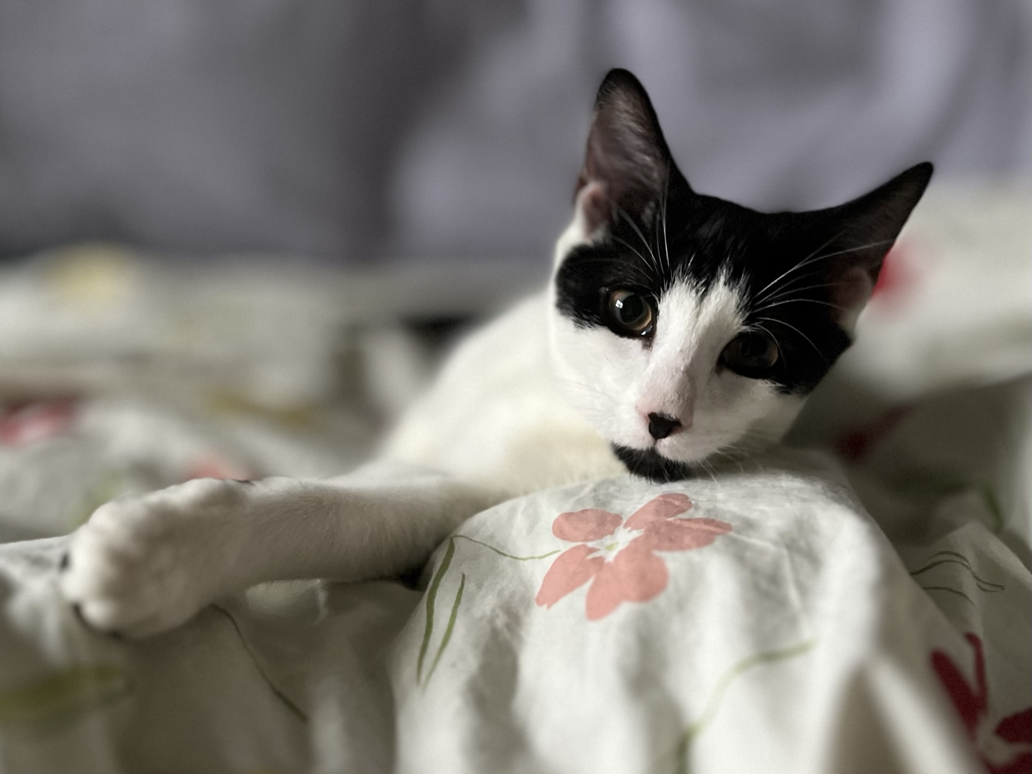 Enlarge Rue (f), a Adoptable mixed breed in Fresh Meadows, NY image 2/6