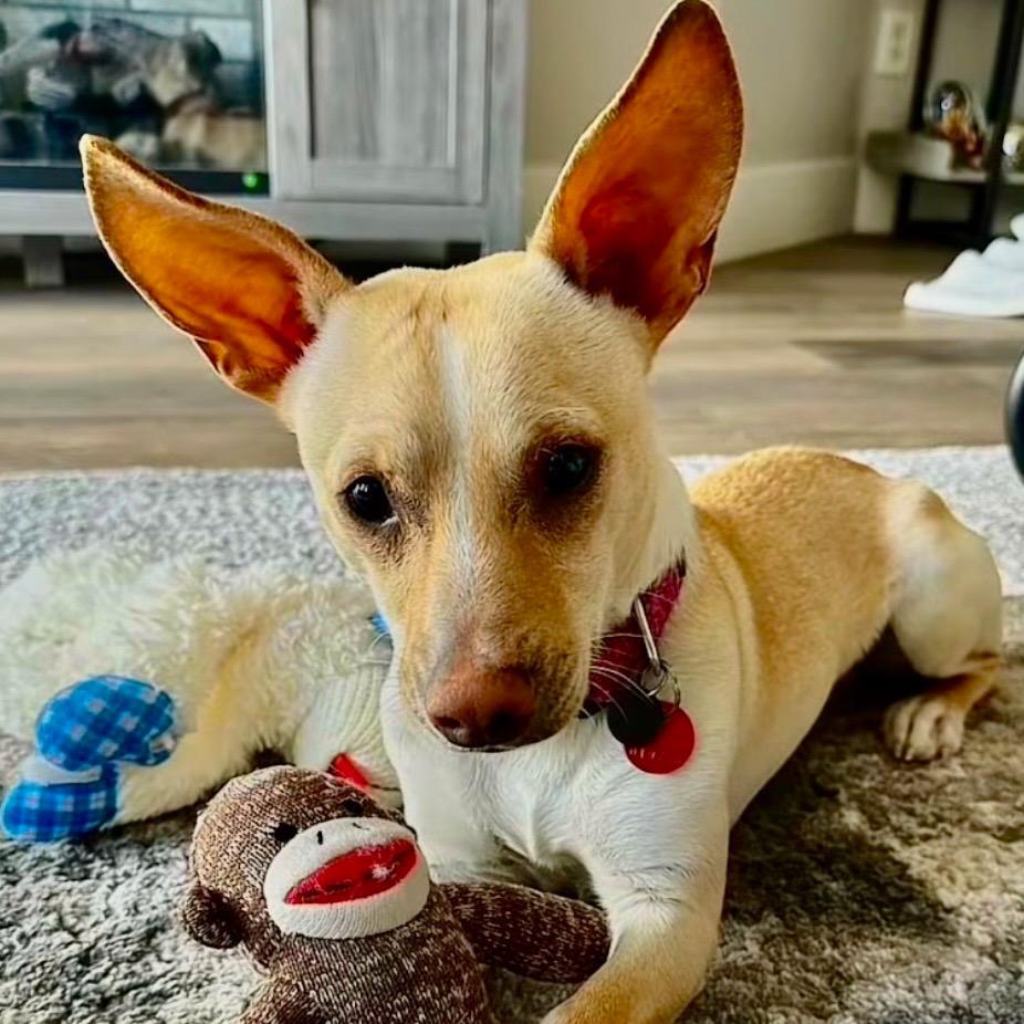 Bingo, Adoptable, Young Male Chihuahua & Dachshund.