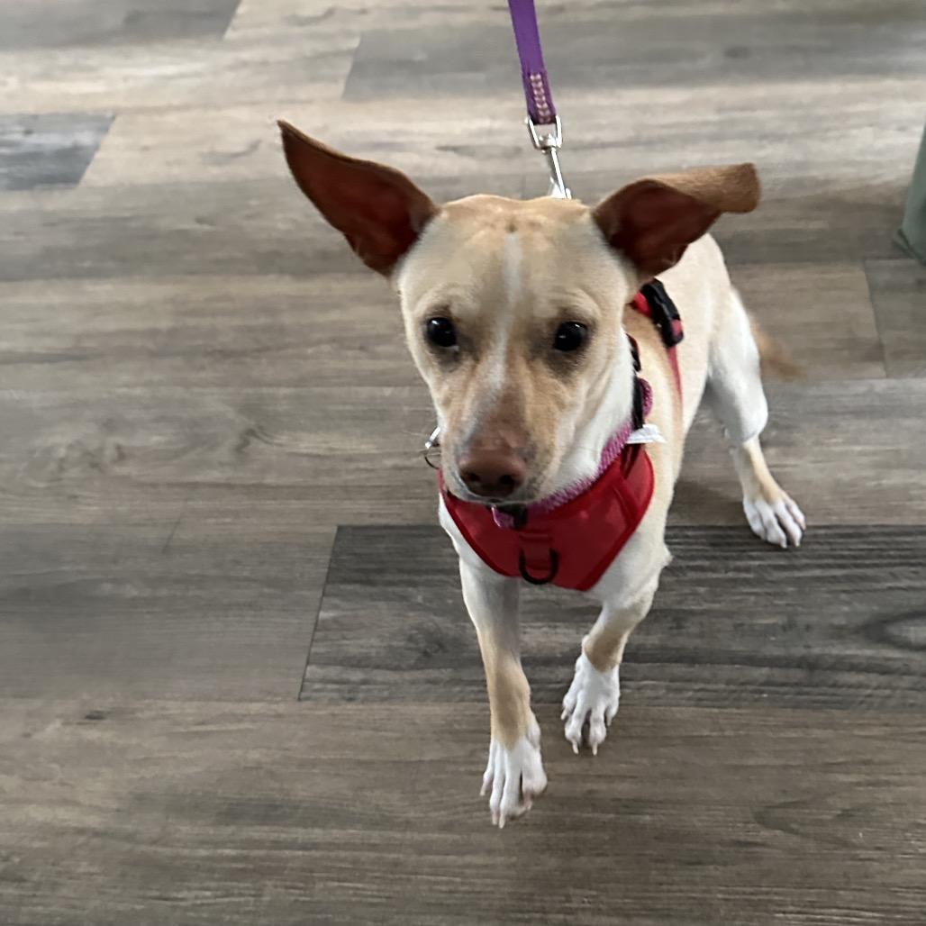 Bingo, Adoptable, Young Male Chihuahua & Dachshund.