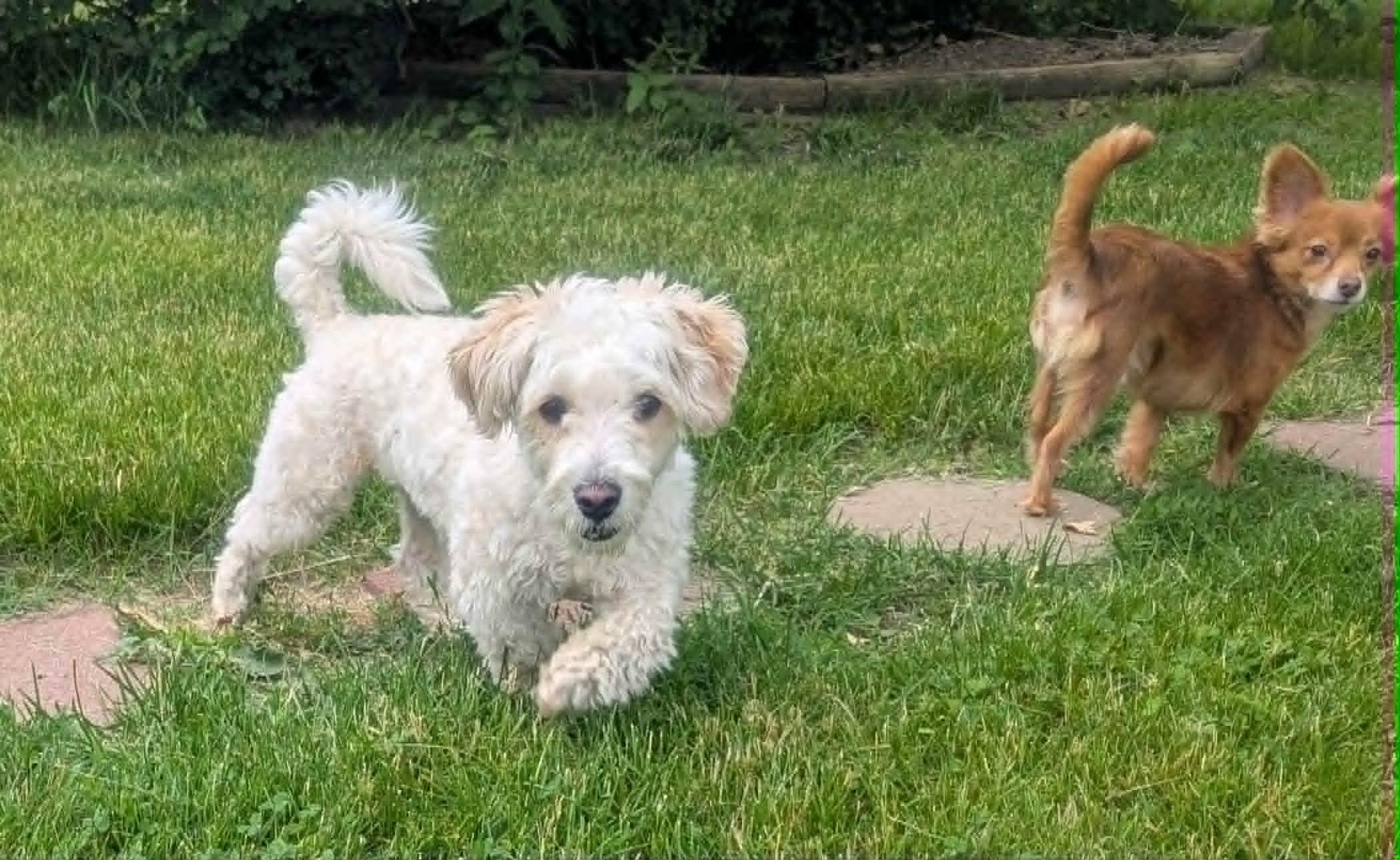 Enlarge Joey, a ADOPTABLE mixed breed in Yorkville, IL image 2/6