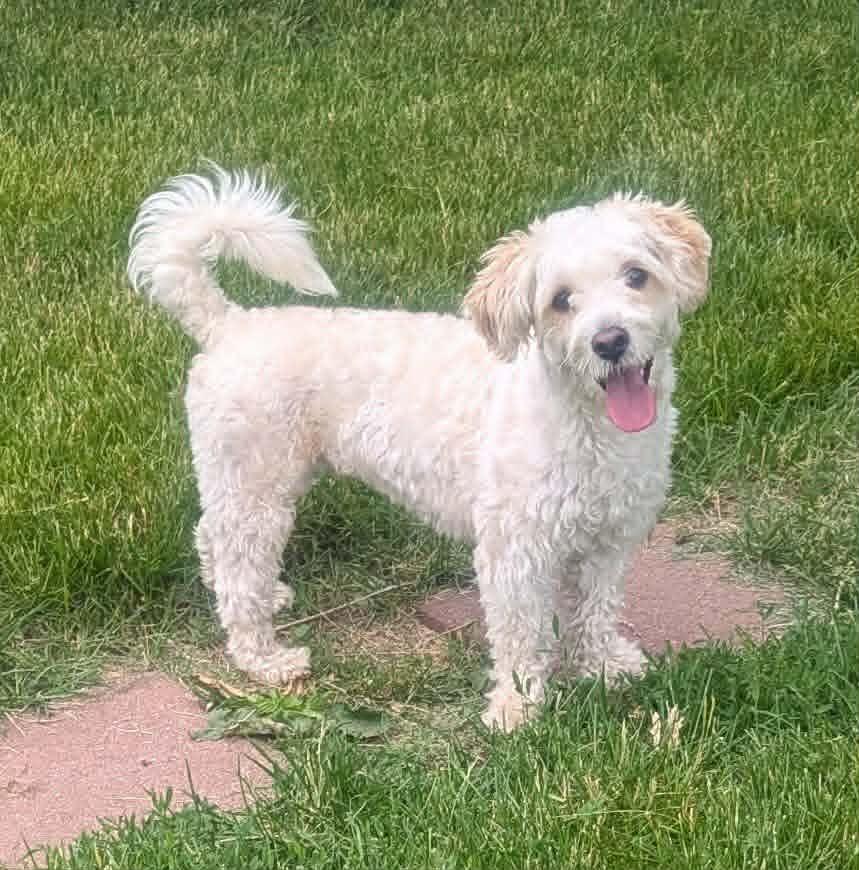 Joey, ADOPTABLE, Puppy Male Poodle & Maltese.