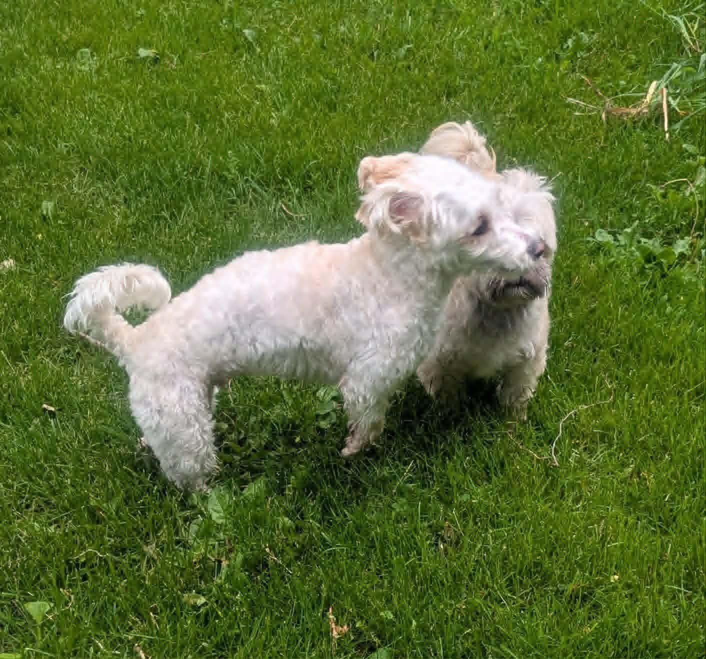 Joey, (update), a ADOPTABLE mixed breed in Yorkville, IL image 6/6