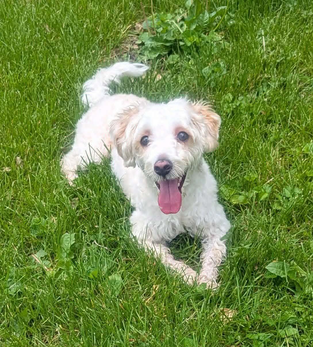 Enlarge Joey, a ADOPTABLE mixed breed in Yorkville, IL image 4/6
