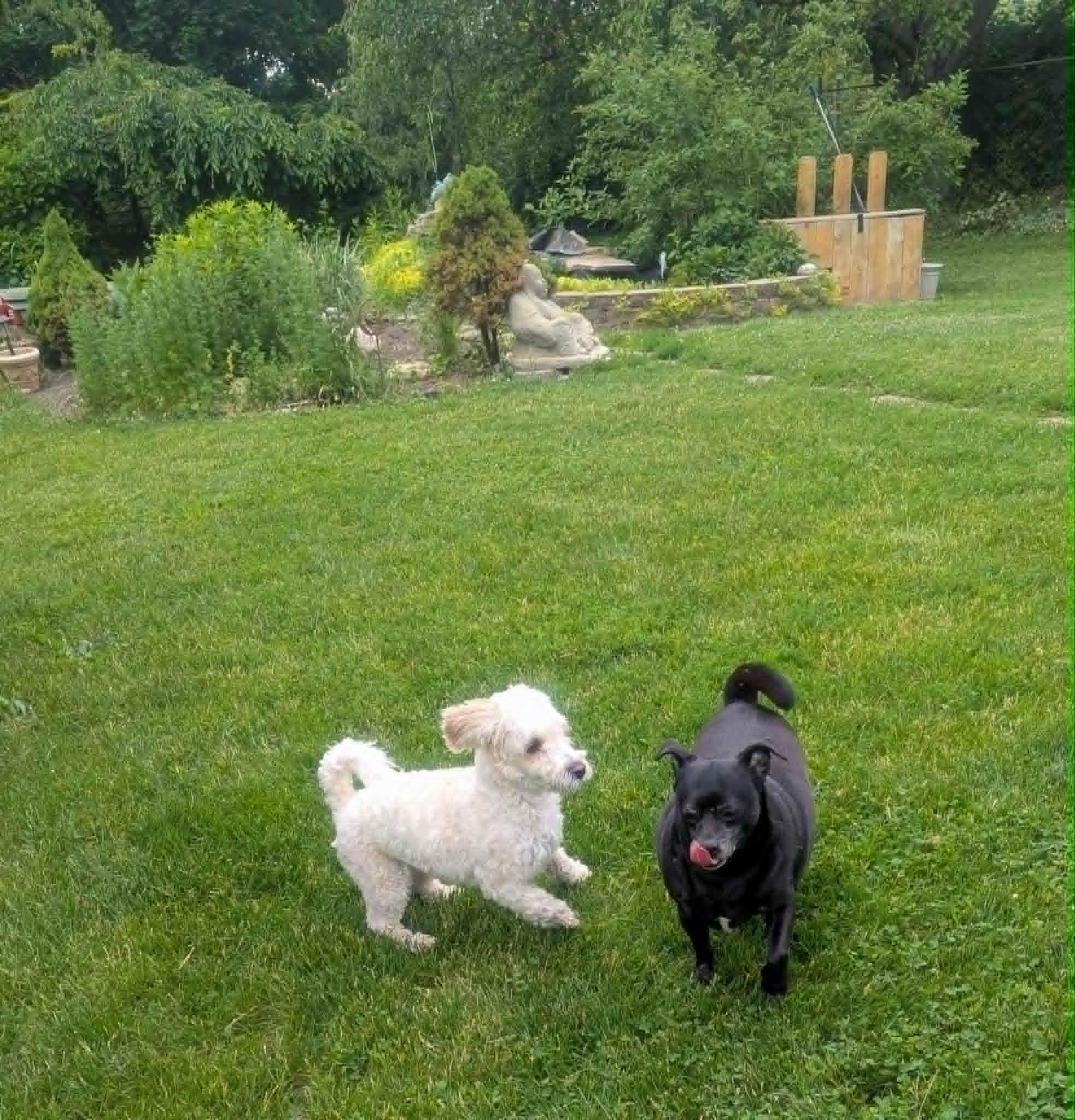 Enlarge Joey, a ADOPTABLE mixed breed in Yorkville, IL image 5/6