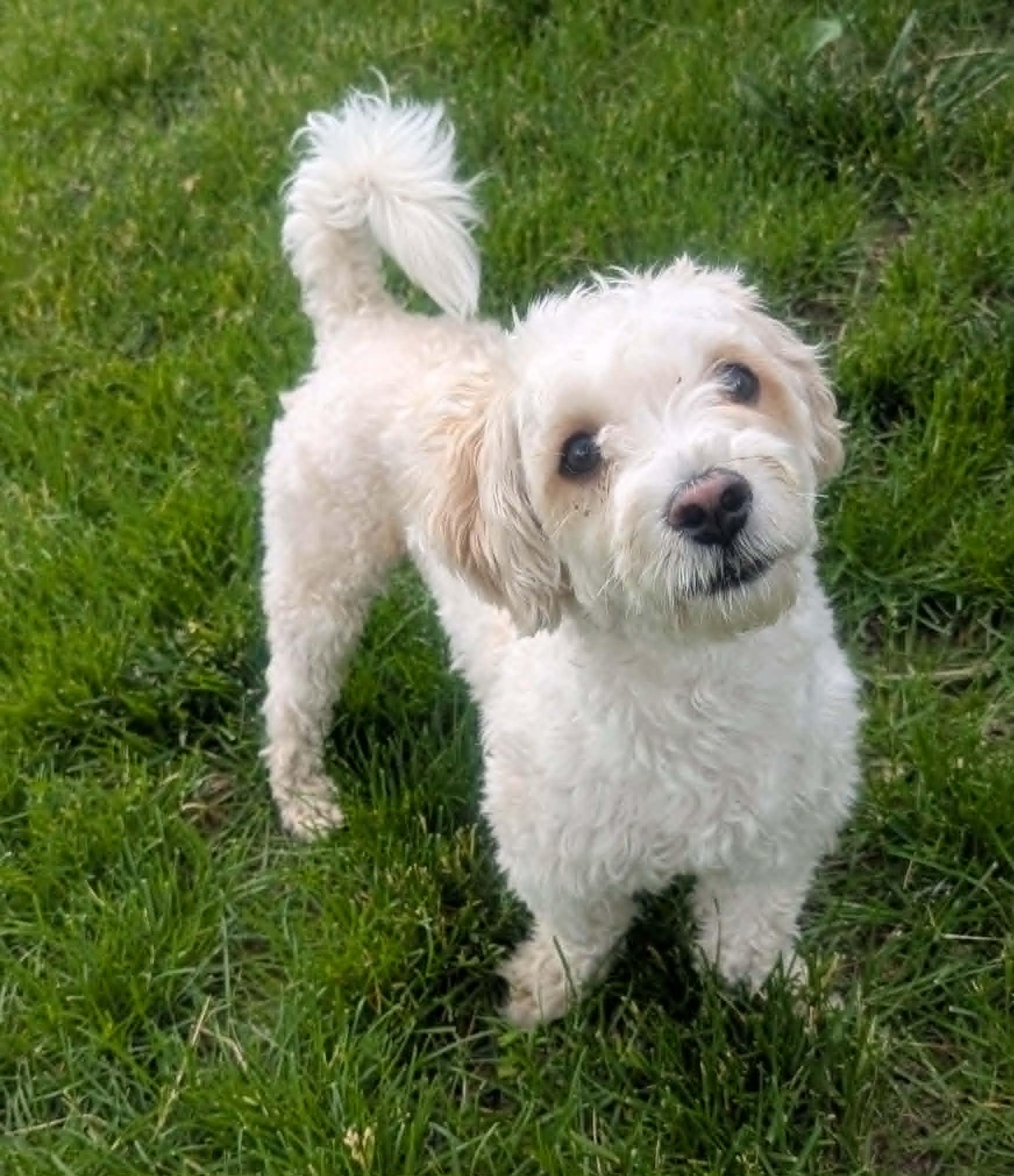 Enlarge Joey, a ADOPTABLE mixed breed in Yorkville, IL image 6/6