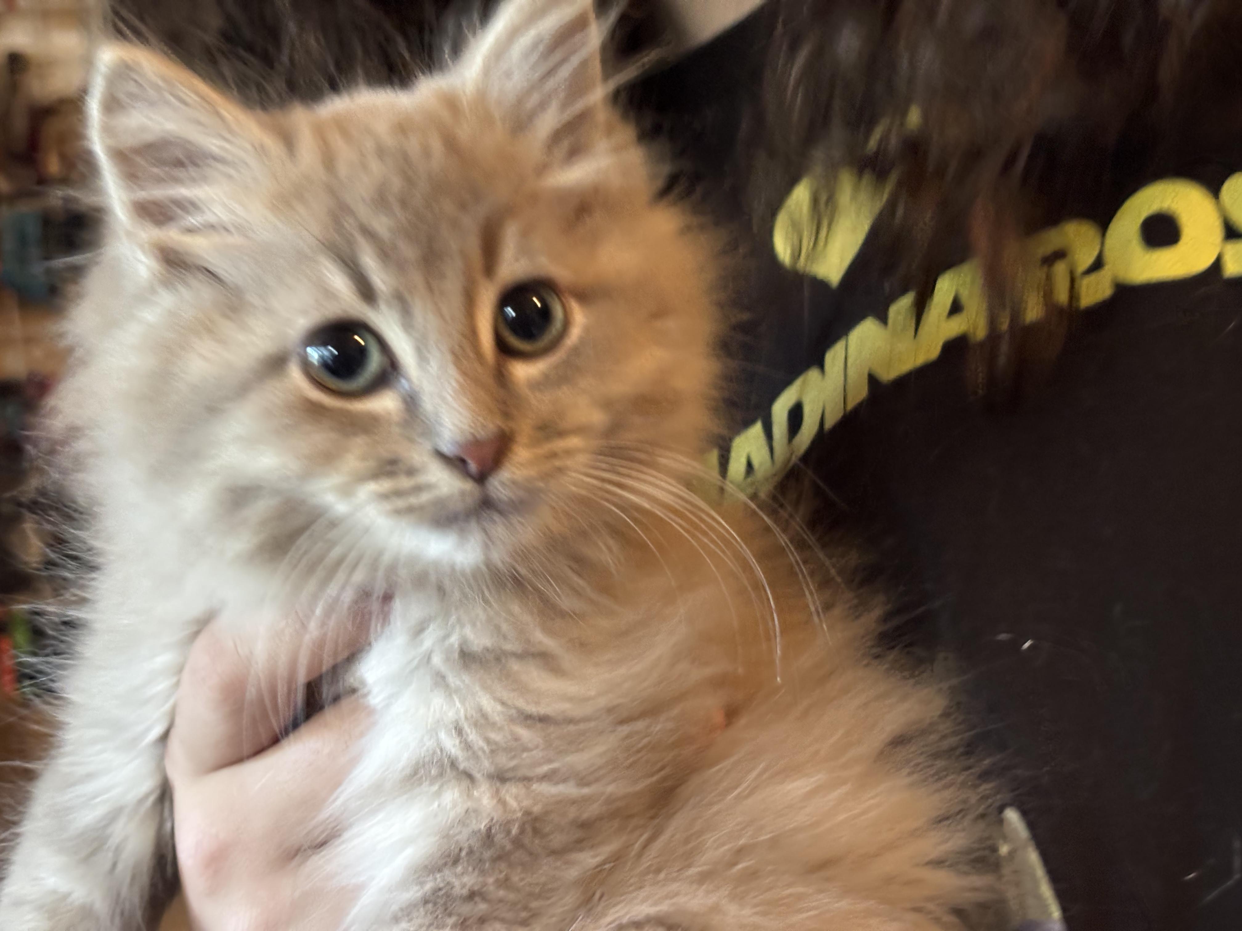 NIGHTHAWK and DRAGON