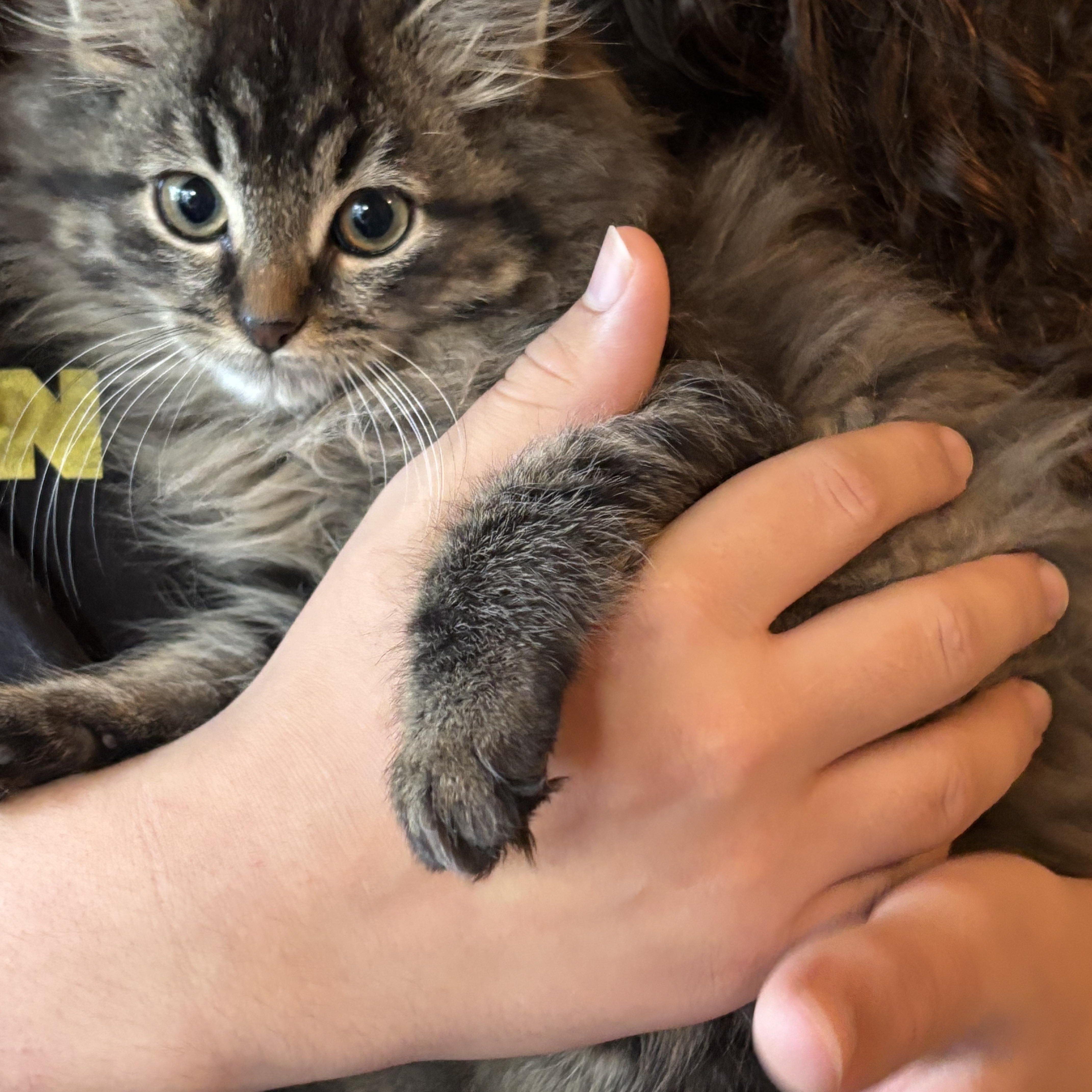 NIGHTHAWK and DRAGON