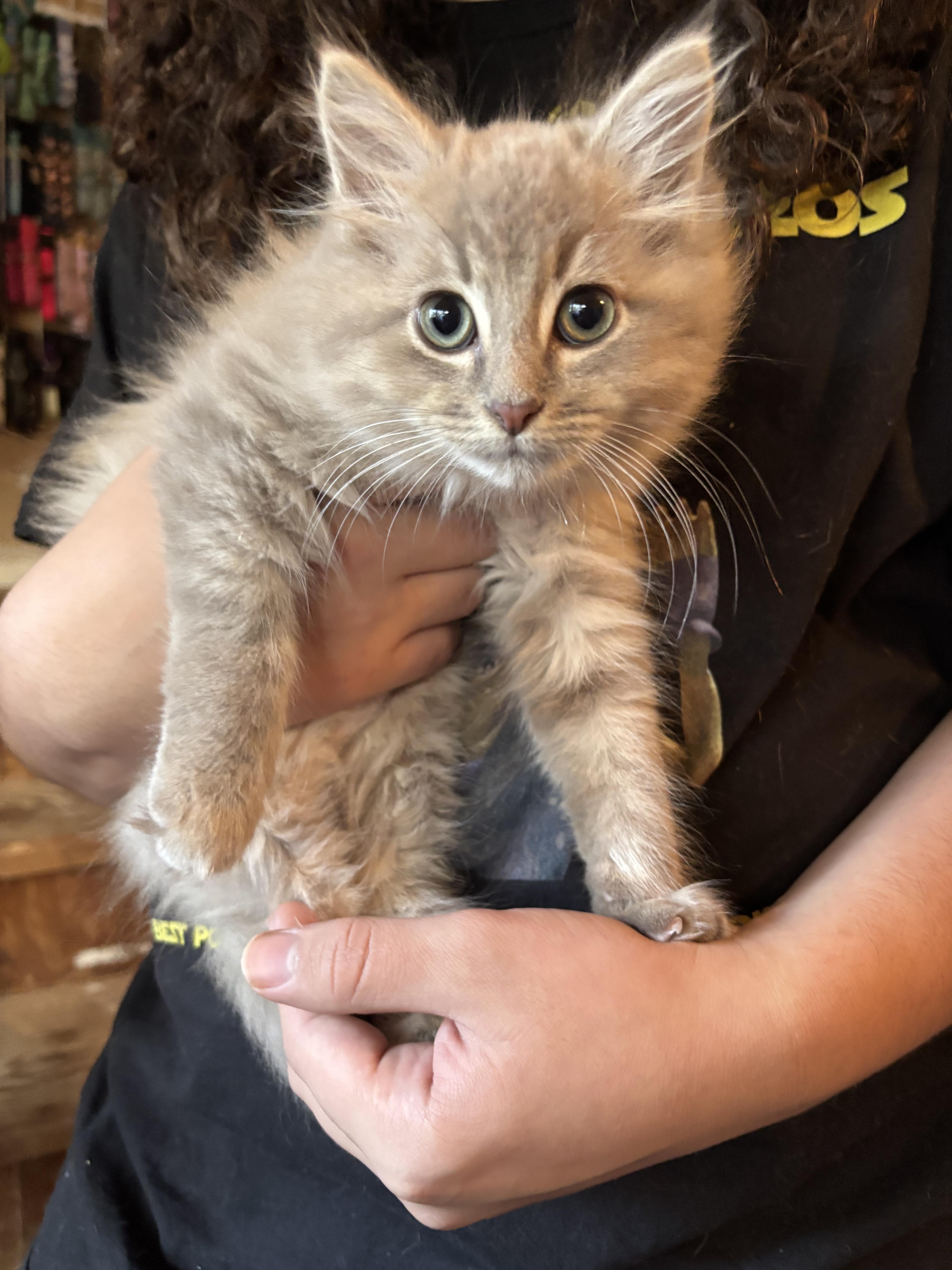 NIGHTHAWK and DRAGON