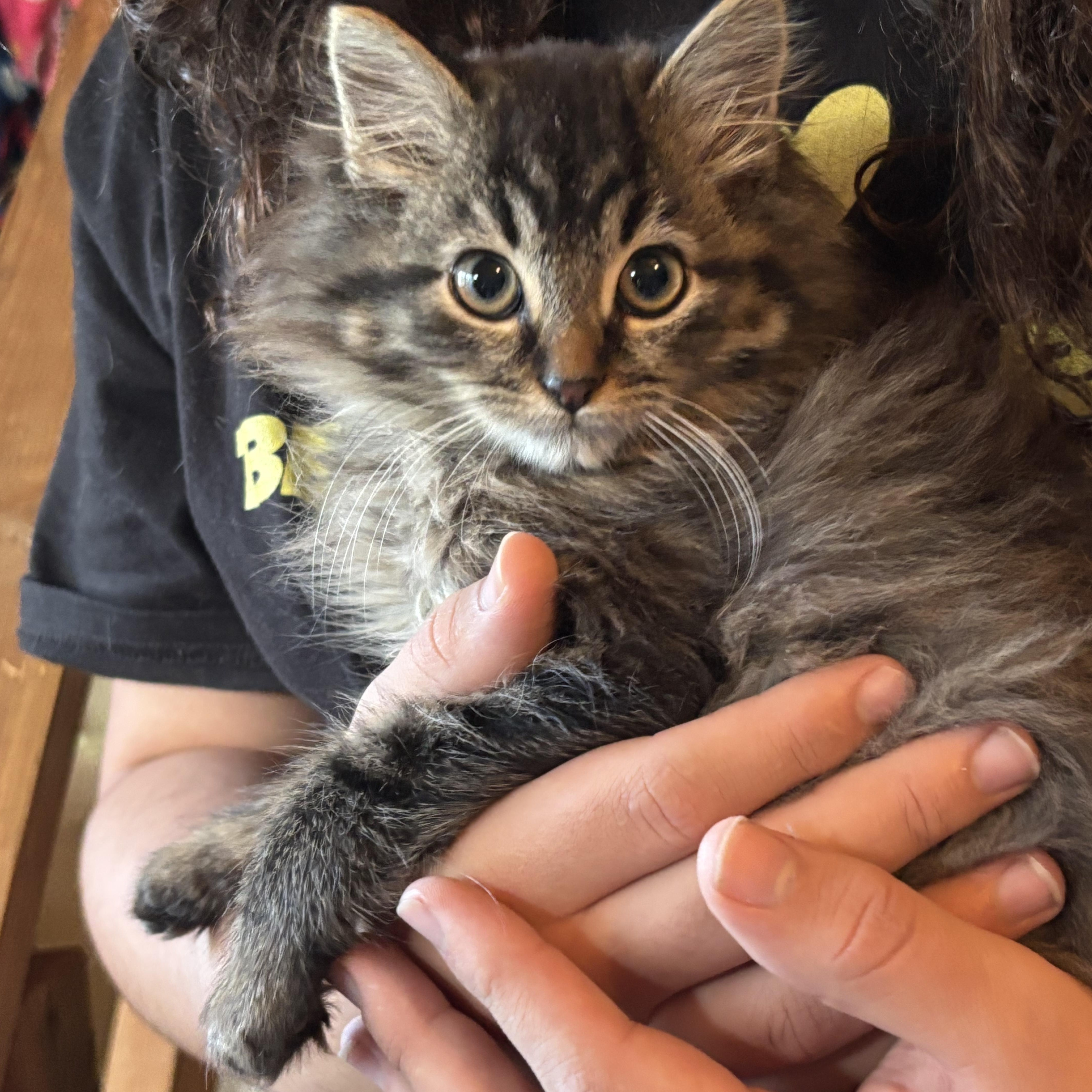 NIGHTHAWK and DRAGON