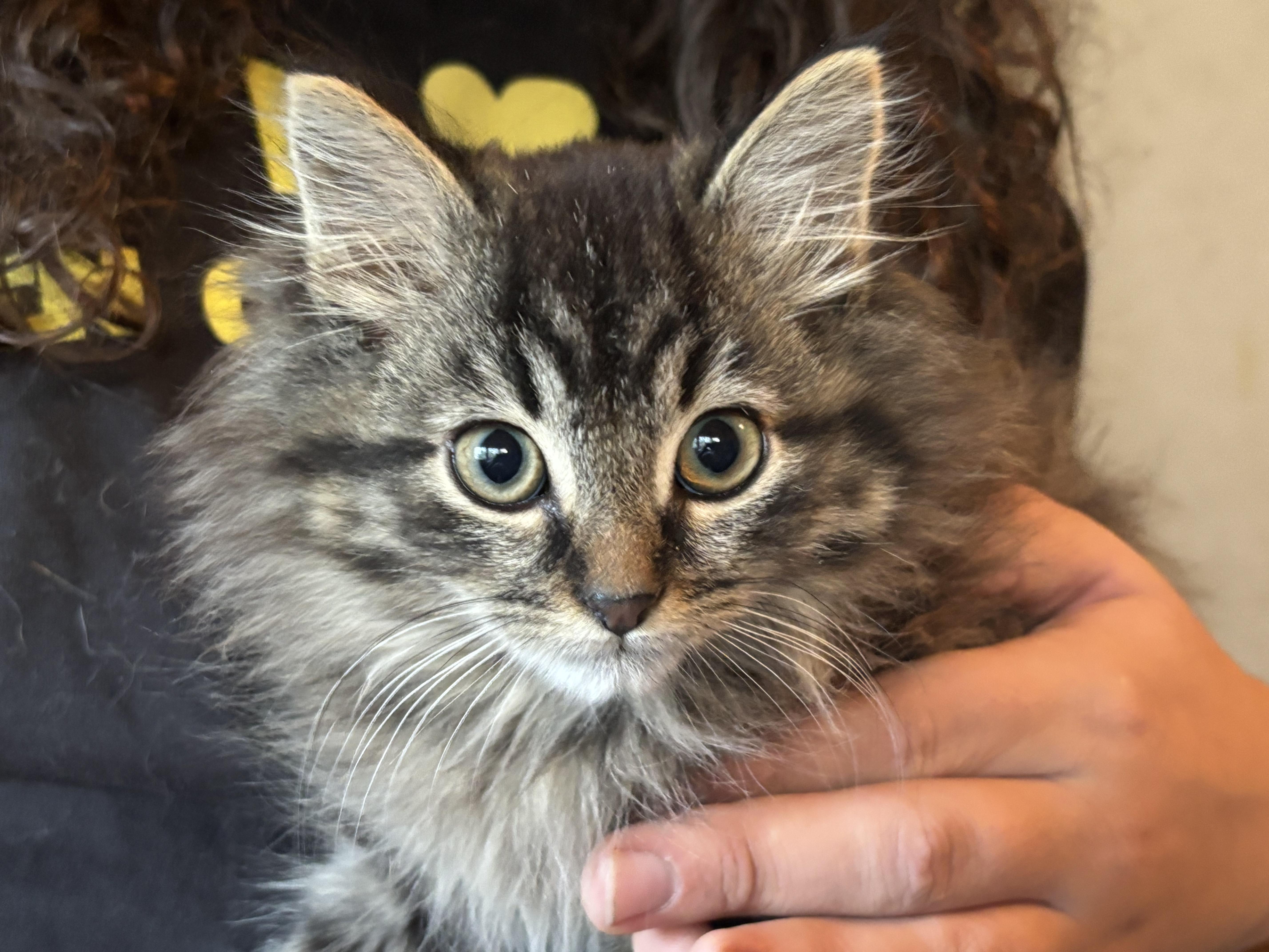 NIGHTHAWK and DRAGON